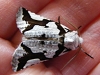 white moth